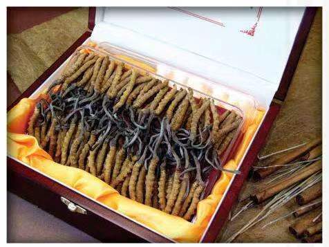 钟山冬虫夏草回收